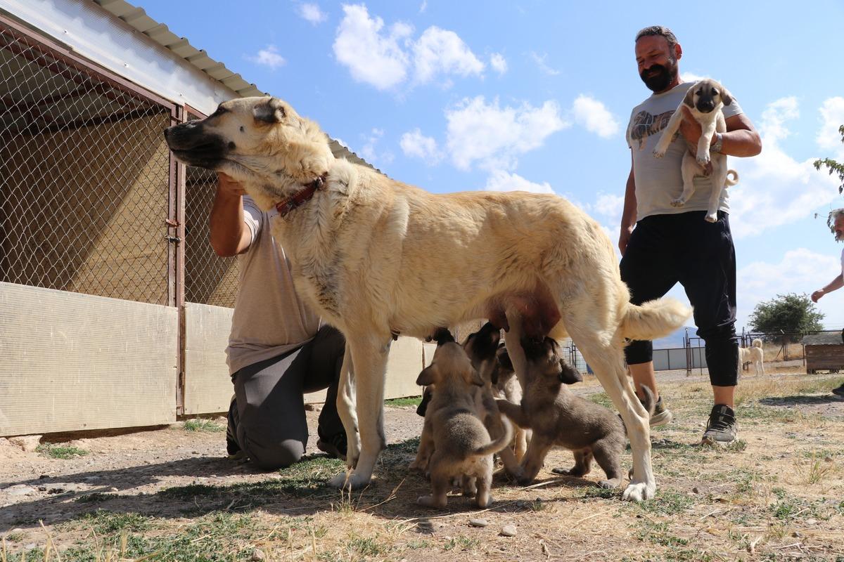 Kangal a uygulanan tüp bebek yöntemi sonuç verdi! Tek seferde 11 yavru 3