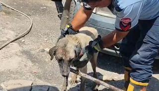 Konteynerin altında sıkışan anne k&ouml;pek ve yavruları itfaiye ekiplerince kurtarıldı