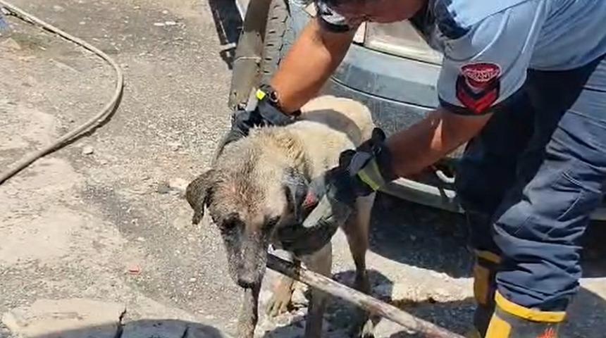 Konteynerin altında sıkışan anne k&ouml;pek ve yavruları itfaiye ekiplerince kurtarıldı