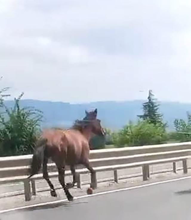 Başıboş atlar trafikte araçlarla yarıştı 4