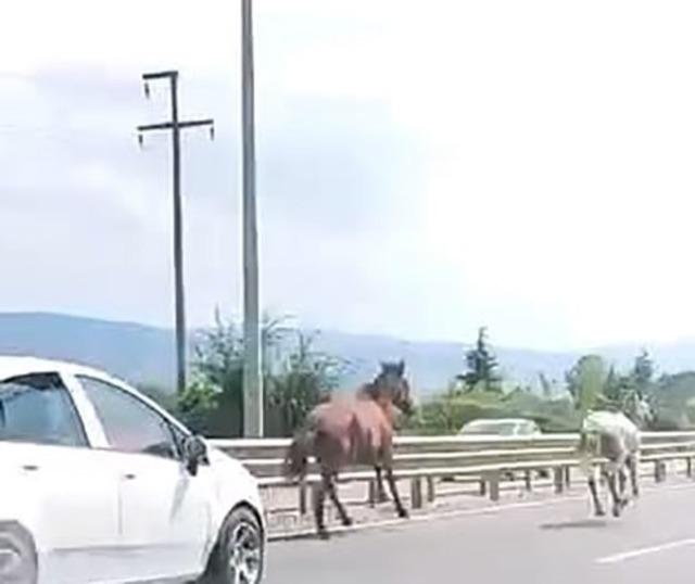 Başıboş atlar trafikte araçlarla yarıştı 3