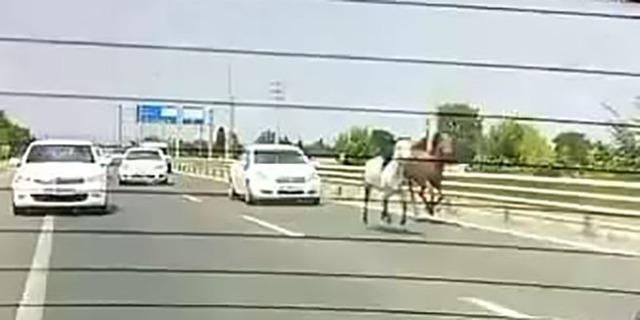 Başıboş atlar trafikte araçlarla yarıştı 2