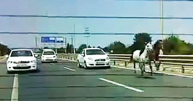 Başıboş atlar trafikte araçlarla yarıştı 1