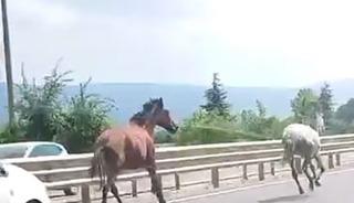Başıboş atlar trafikte ara&ccedil;larla yarıştı