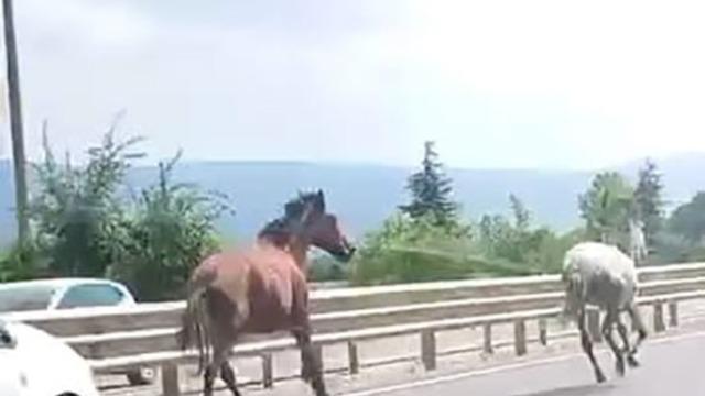Başıboş atlar trafikte araçlarla yarıştı