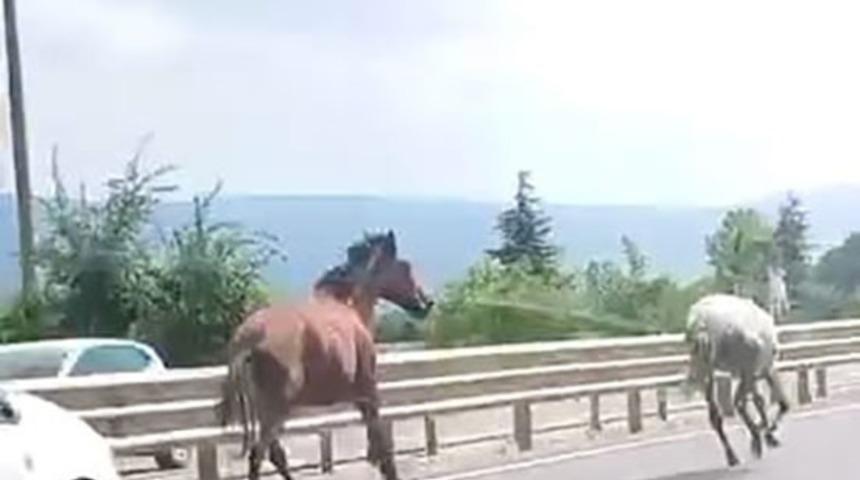 Başıboş atlar trafikte ara&ccedil;larla yarıştı
