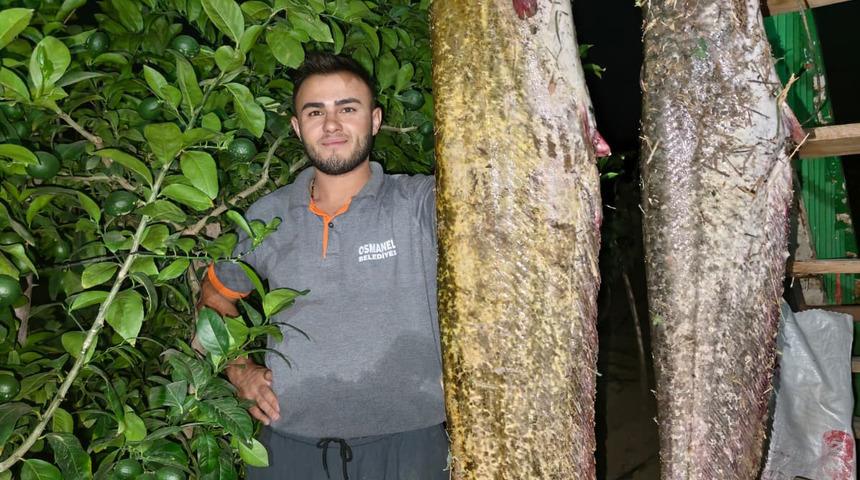 Sakarya Nehri'nden 34 kiloluk dev yayın &ccedil;ıktı: İlgi odağı oldu