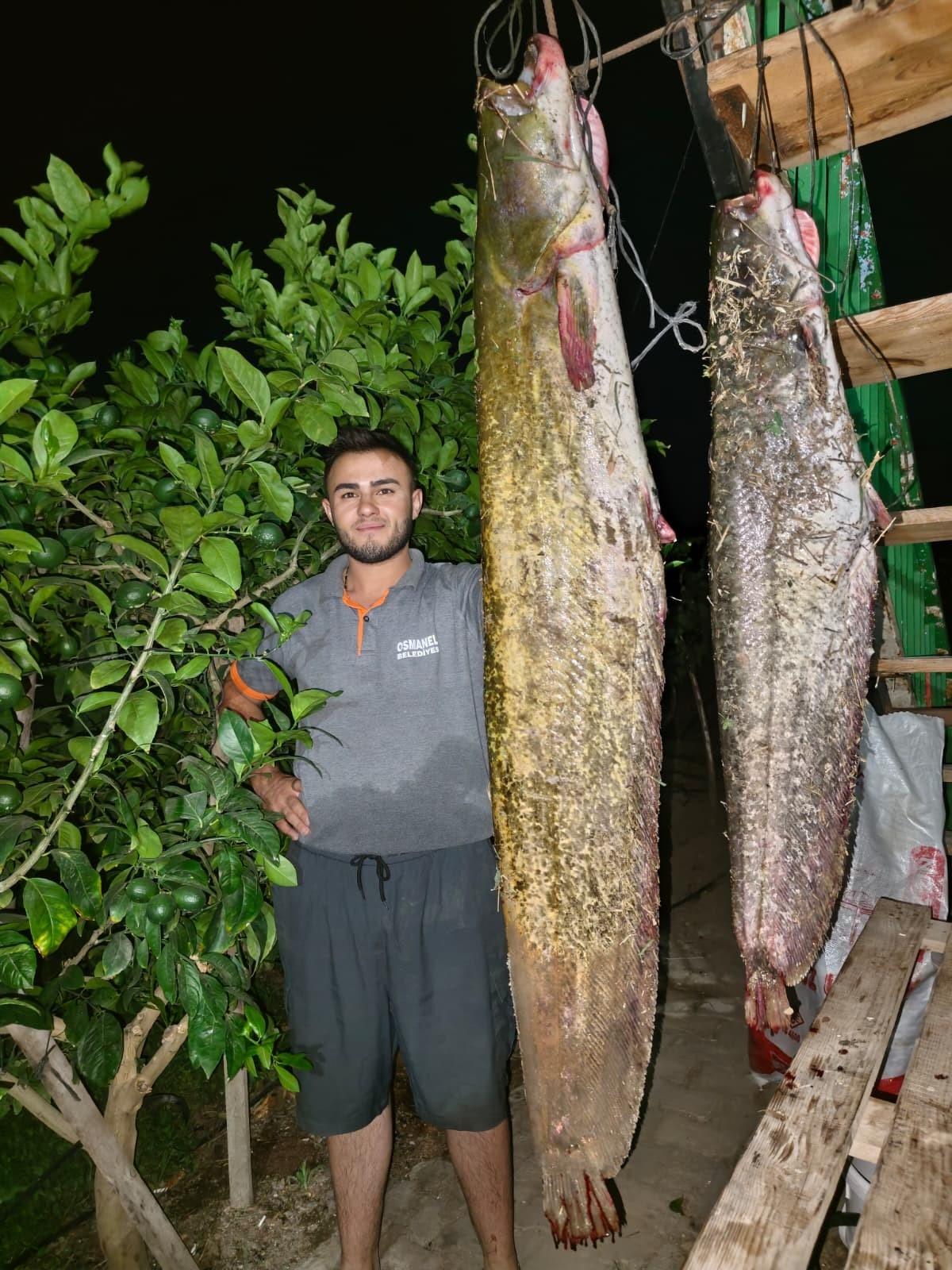 Sakarya Nehri nden 34 kiloluk dev yayın çıktı: İlgi odağı oldu 1