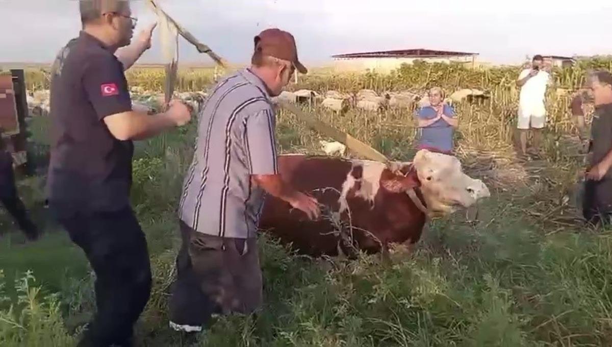 Kuyuya düşen ineği itfaiye kurtardı, sahibi ekiplere sarılıp gözyaşı döktü 1