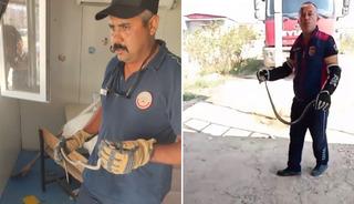 Hatay'da yerleşim yerlerine giren yılanlar yakalandı