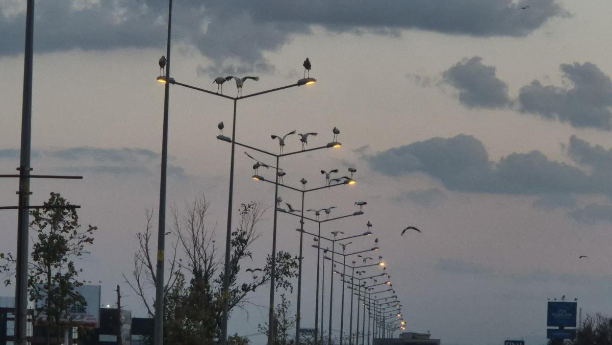 Sıra sıra dizildiler: İl&ccedil;ede y&uuml;zlerce metrede adım başı beyaz t&uuml;y! 1