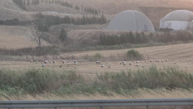 Sıra sıra dizildiler: İl&ccedil;ede y&uuml;zlerce metrede adım başı beyaz t&uuml;y!