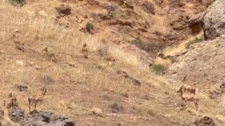 Malatya’da koruma altındaki yaban keçileri sürü halinde görüntülendi