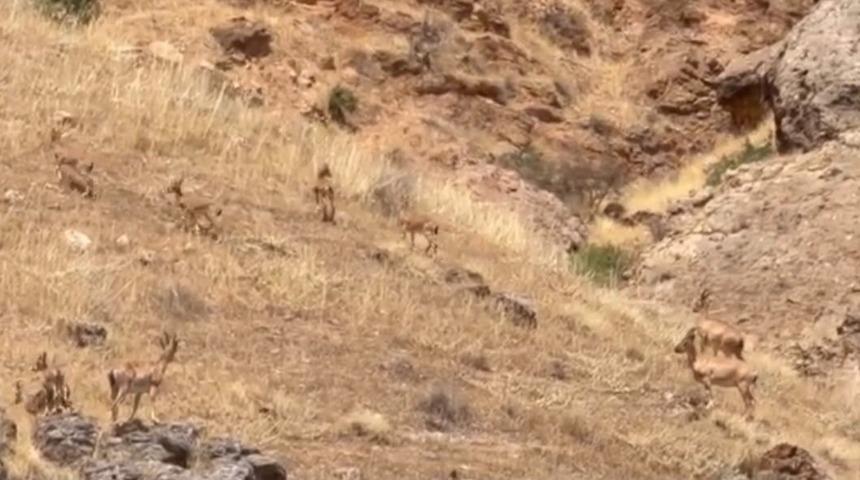Malatya&rsquo;da koruma altındaki yaban ke&ccedil;ileri s&uuml;r&uuml; halinde g&ouml;r&uuml;nt&uuml;lendi