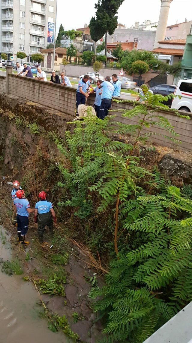 Balıkesir'de yağışta mahsur kalan hayvanlar kurtarıldı