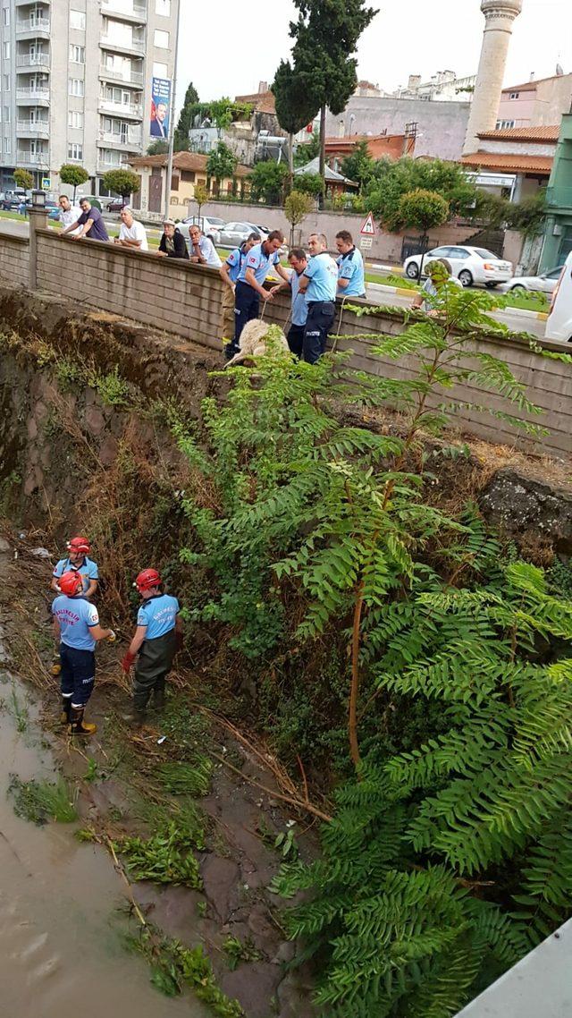 Balıkesir'de yağışta mahsur kalan hayvanlar kurtarıldı