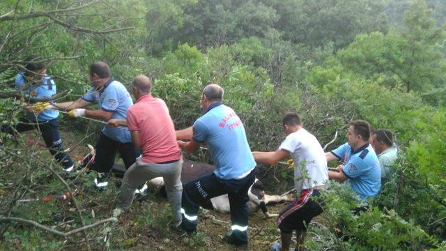 Balıkesir'de yağışta mahsur kalan hayvanlar kurtarıldı