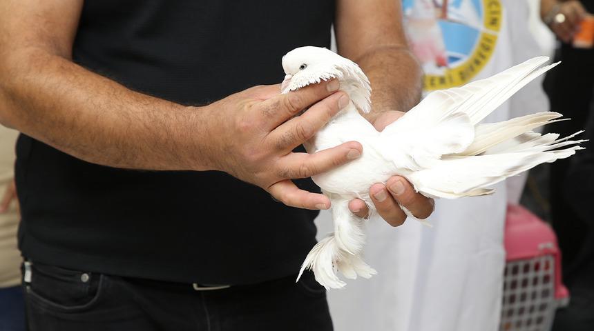 Değeri tam 5 milyon TL! Avrupa'dan bileg&ouml;rmeye geliyorlar