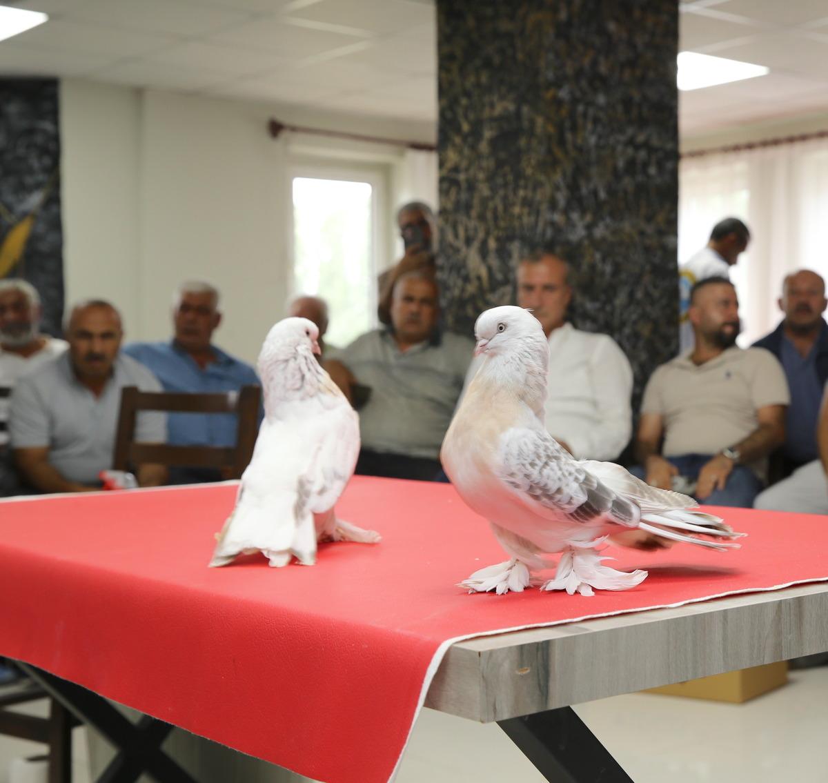 Değeri tam 5 milyon TL! Avrupa dan bilegörmeye geliyorlar 3