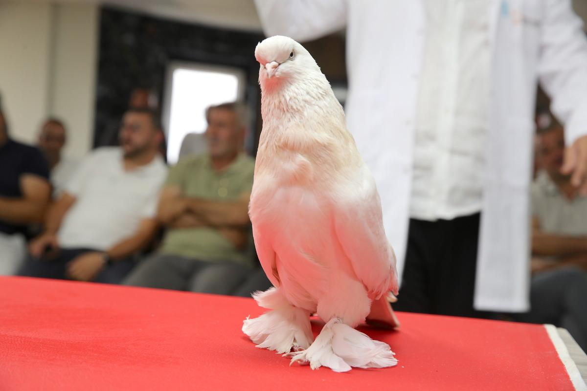 Değeri tam 5 milyon TL! Avrupa dan bilegörmeye geliyorlar 4