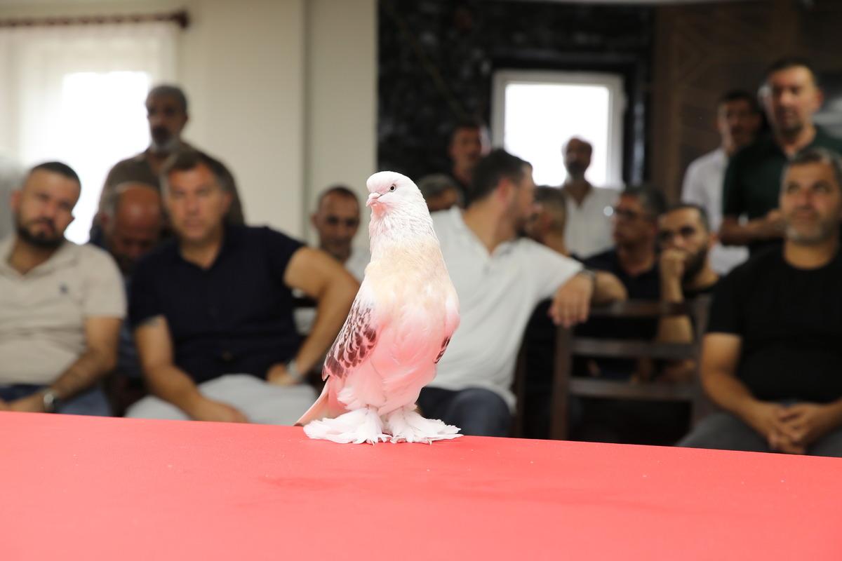 Değeri tam 5 milyon TL! Avrupa dan bilegörmeye geliyorlar 5