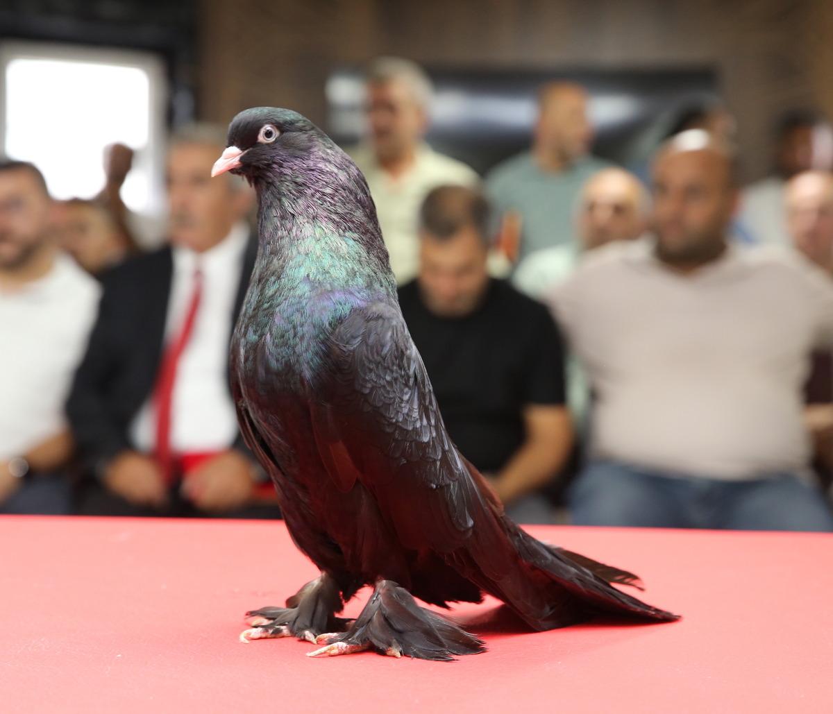 Değeri tam 5 milyon TL! Avrupa dan bilegörmeye geliyorlar 6