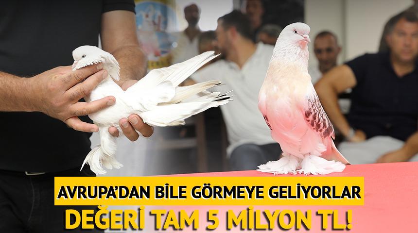 Değeri tam 5 milyon TL! Avrupa'dan bile g&ouml;rmeye geliyorlar