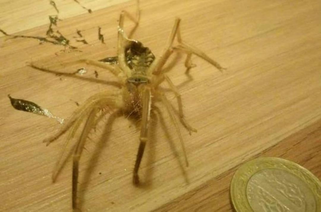 &Ouml;r&uuml;mcek sanıp &ouml;ld&uuml;rd&uuml;, ne olduğunu &ouml;ğrenince evden ka&ccedil;tı!