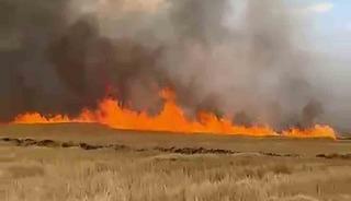 Şarkışla&rsquo;da 5 bin d&ouml;n&uuml;k ekili buğday tarlası alevlere teslim oldu