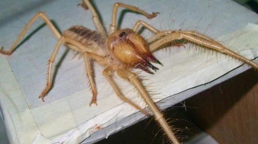 Sarıkız örümceği paniği... Sarıkız örümceği ısırığı tedavisi nasıl yapılır? 