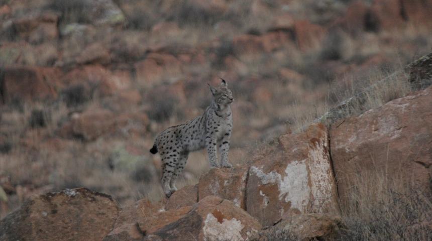 T&uuml;rkiye'de nadir vaşak t&uuml;rleri tespit edildi