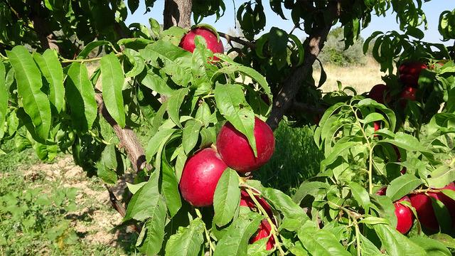 Ne varsa toprağında var: Denedi, başardı 'Talebe yetişemiyoruz'