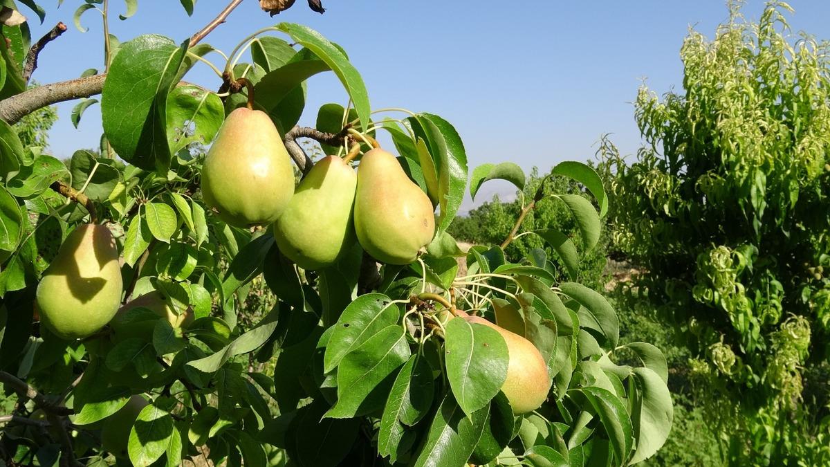 Ne varsa toprağında var: Denedi, başardı  Talebe yetişemiyoruz  1
