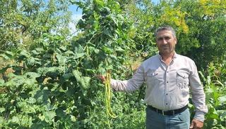G&uuml;nde 3-4 ton satılıyor! Kilosu 60 liraya kadar alıcı buluyor