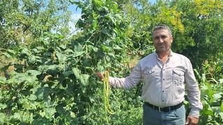Günde 3-4 ton satılıyor! Kilosu 60 liraya kadar alıcı buluyor