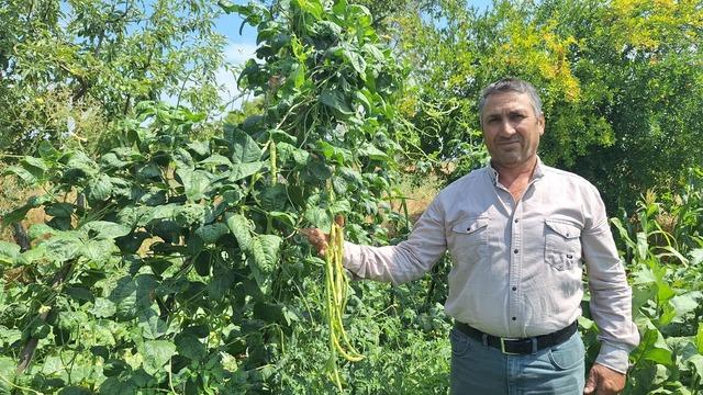 Günde 3-4 ton satılıyor! Kilosu 60 liraya kadar alıcı buluyor