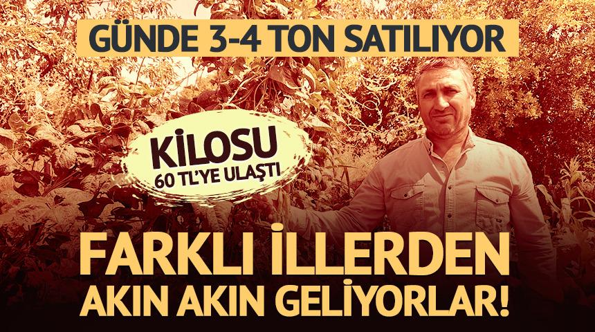 G&uuml;nde 3-4 ton satılıyor! Kilosu 60 liraya kadar alıcı buluyor