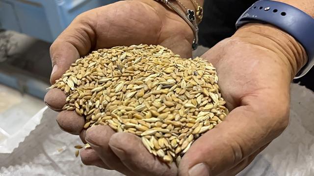 Bu buğday tam 12 bin yıllık! Türkiye'de o ilimizde kilo kilo yetişiyor