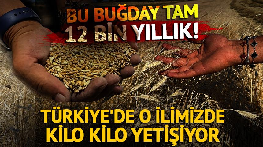 T&uuml;rkiye'de o ilimizde kilo kilo yetişiyor