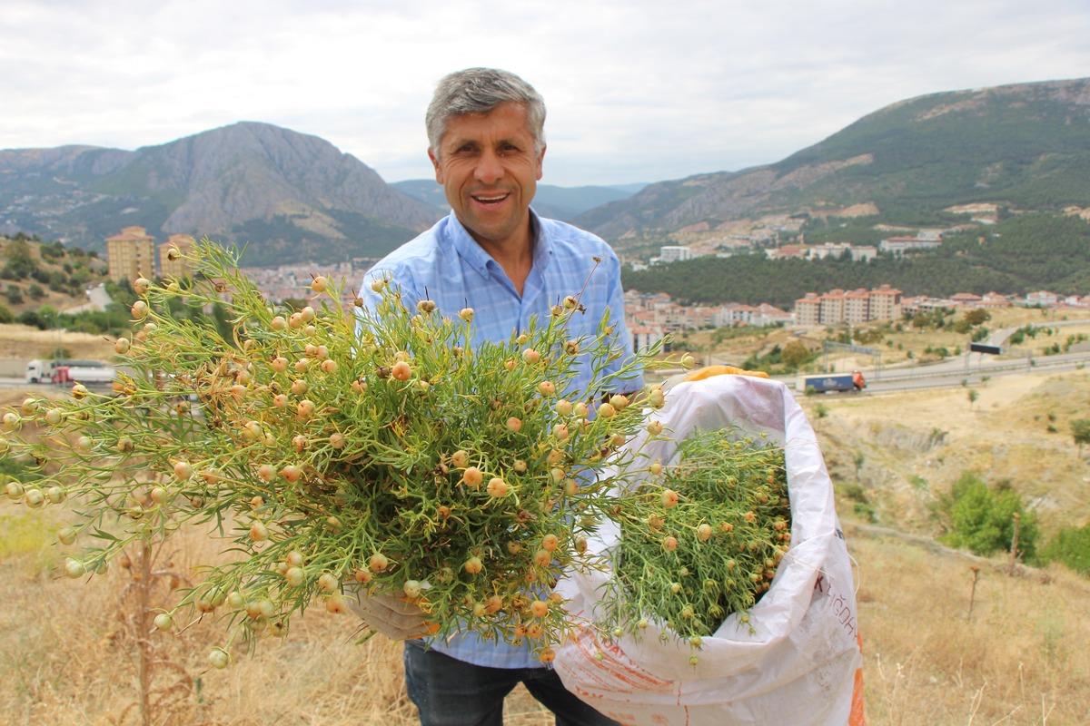 Sadece o yetiştiriyor: Nazardan koruyan ota çuvallarla talep yağıyor! 1