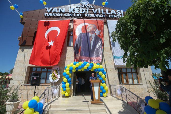 Kedilere özel havuz açıldı! G3