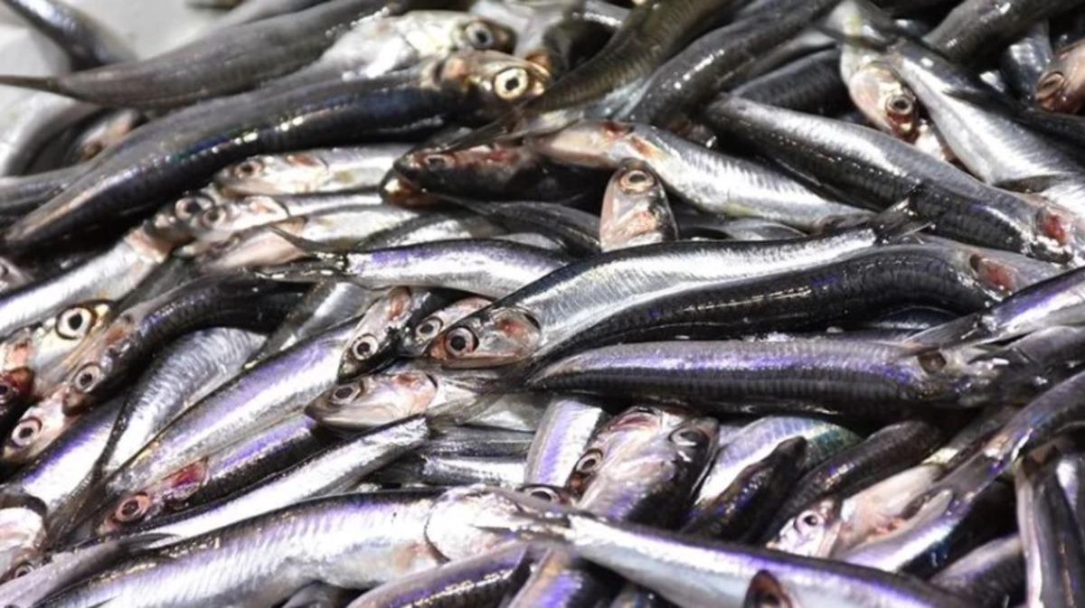 7 ayda 10,8 milyon dolar kazandı: 20 ülkeye satıldı 1