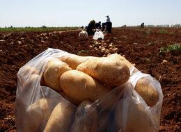 Patates ve soğanda zam yolda!