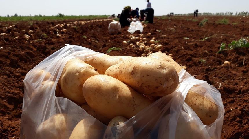 Patates ve soğanda zam yolda!
