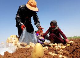 Suriye'den Türkiye'ye gelen patateslerin hasadı sürüyor
