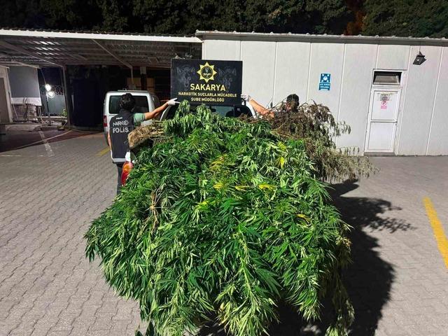 Sakarya&rsquo;da uyuşturucu operasyonunda 50 k&ouml;k Hint keneviri ele ge&ccedil;irildi 1