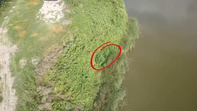 Sakarya’da uyuşturucu operasyonunda 50 kök Hint keneviri ele geçirildi