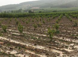 Bilecik'in köylerinde dolu ve şiddetli rüzgar zararı