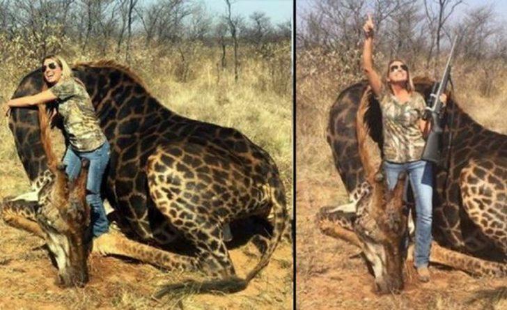 Bu görüntüye tepki yağıyor! Avladığı zürafanın yanına geçip... G1