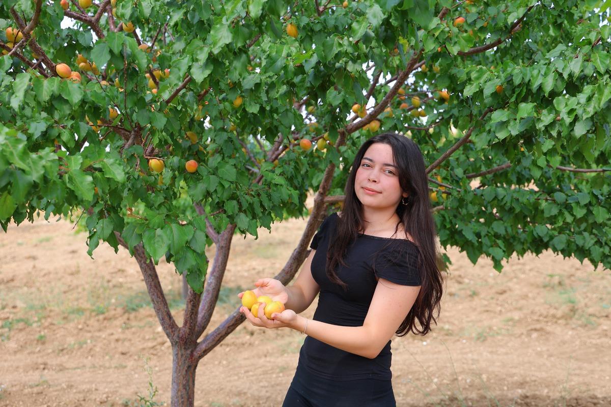 Su bile olmayan araziden 4 ton kayısı fışkırdı! Liseli Ayşe nin projesine ödül yağdı 1
